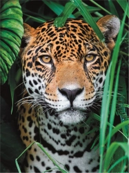 Puzzle 500 piese High Quality, Jaguar în junglă