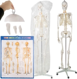 Model anatomic schelet uman 180 cm