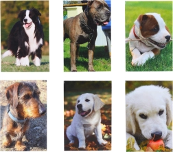 Caiet mic Câine 40 foi