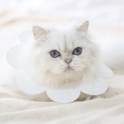 Guler moale de protecție pentru animale - alb, mărimea L