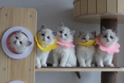 Guler moale de protecție postoperatorie pentru animăluțe – roz, mărimea L