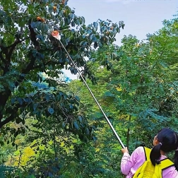 Culegător de fructe cu coș și sac pentru tijă telescopică