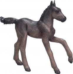 Mânz arăbesc Mojo negru