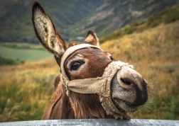 Puzzle măgar în munți 500 piese DINO