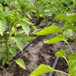 Furtun de picurare 16 mm, pas 33 cm, 100 m