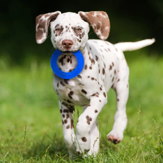 Culori contrastante pentru urmărire ușoară