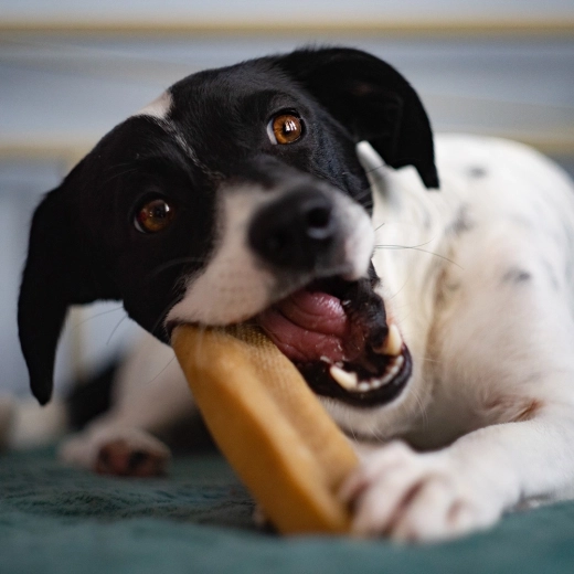 Mestecat de lungă durată pentru fălci puternice