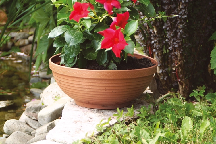 Rezistentă în grădină tot anul