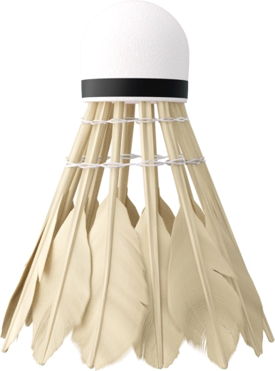 Zbor stabil și rapid datorită penelor de rață