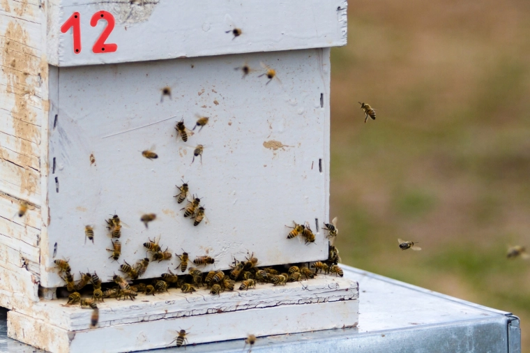 Vizibilitate clară în stupină