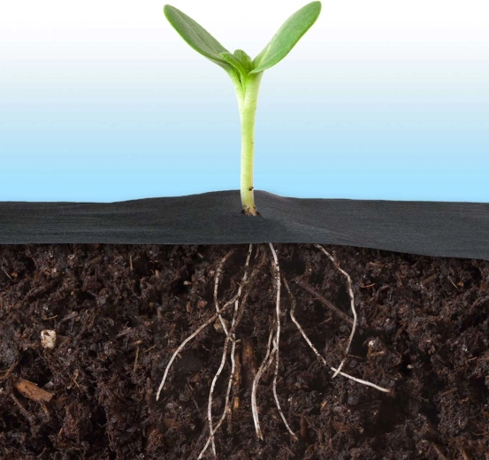 Microclimat îmbunătățit și rădăcini mai puternice