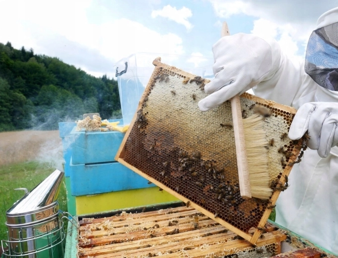 Îndepărtare delicată a albinelor fără stres