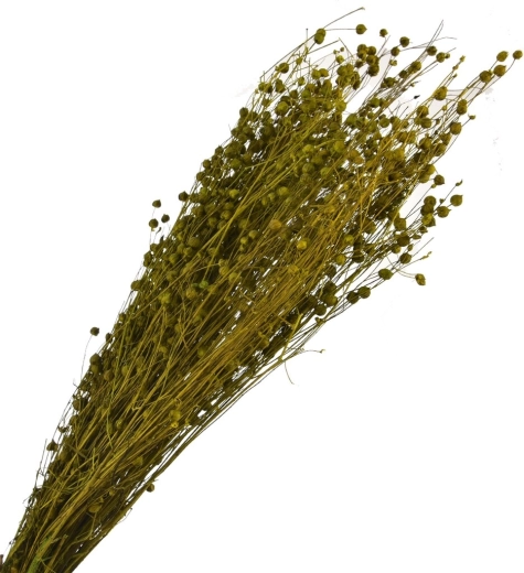 Iarbă decorativă uscată verde 40–70 cm