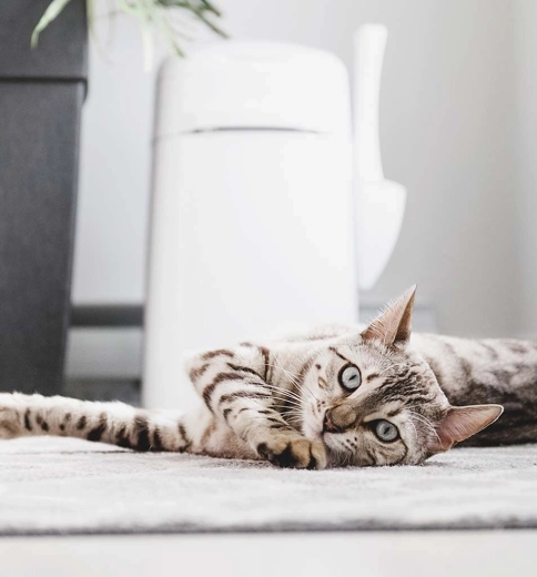 Accesorii practice și transport