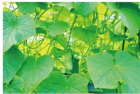 Sprijin solid pentru o creștere sănătoasă