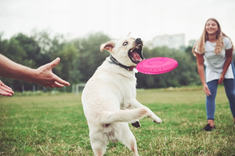 Zbor stabil și prindere ușoară