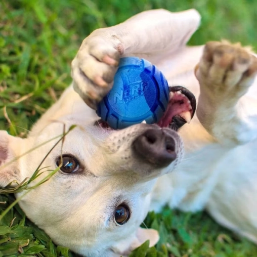 Un parfum care invită la joacă
