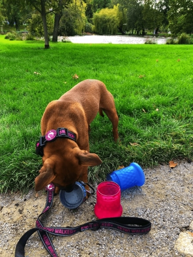 Bol de călătorie într‑o clipă