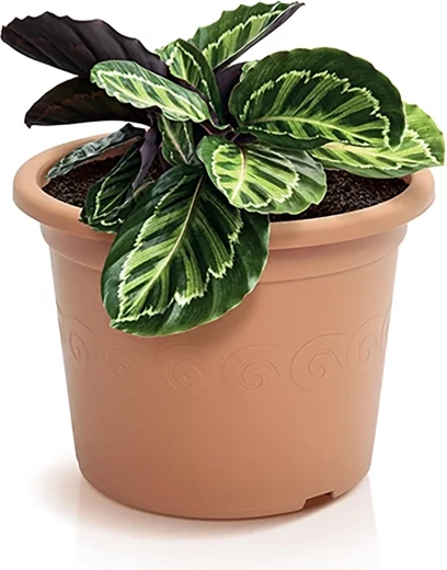 Drenaj practic pentru rădăcini sănătoase