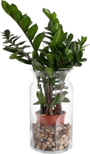 Vază din sticlă Bose 15,5 × 29,5 cm