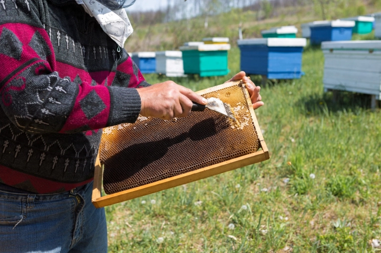 Ideală pentru lucru în stup și la extracție