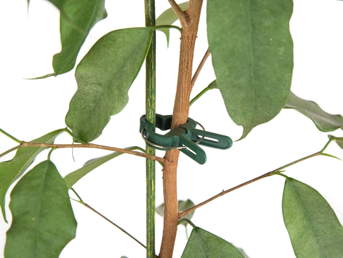 Prindere rapidă și delicată a tulpinilor