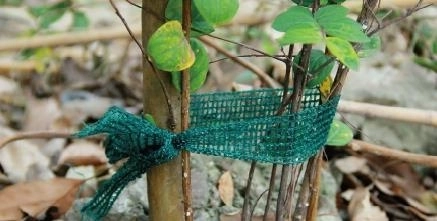 Set de 3 benzi pentru legarea plantelor, lungime 3 m