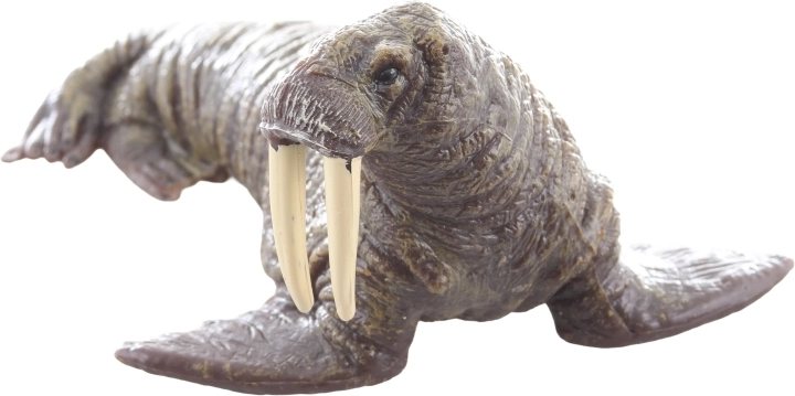 Ideală pentru învățare și colecționare