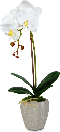 Aspect realist de orhidee