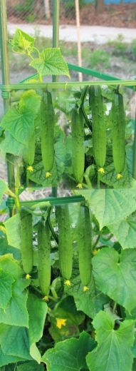 Ideal pentru culturi cățărătoare