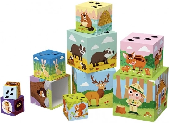 Ilustrații educative din pădure