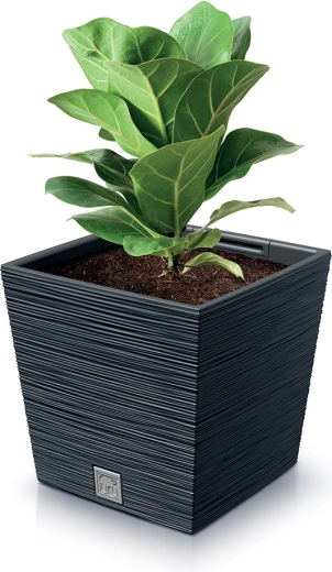 Formă practică pentru stabilitatea plantelor