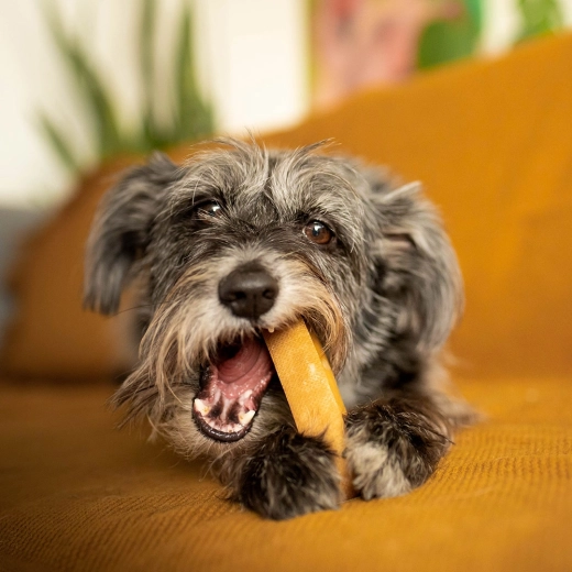 Susținerea igienei dentare