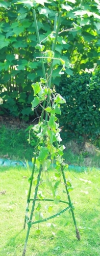 Stabilitate și spațiu pentru creștere