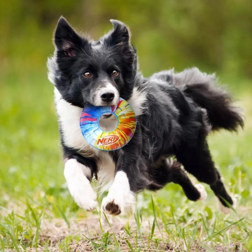 Fluier care crește motivația pentru joacă