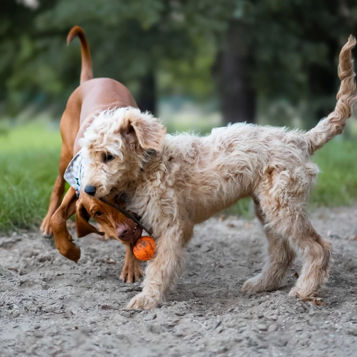 Frânghie pentru aruncat și tras