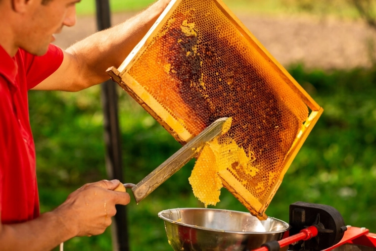 Ideal pentru descăpăcitul fagurilor