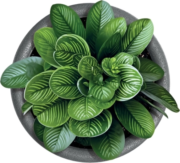 Ideal pentru plante de interior și exterior