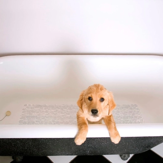 Confort și protecția tălpilor