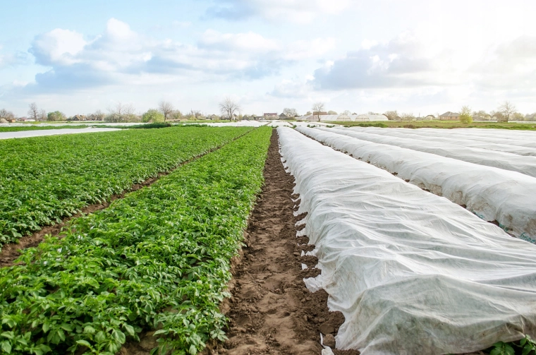 Protecție fiabilă împotriva înghețurilor de primăvară