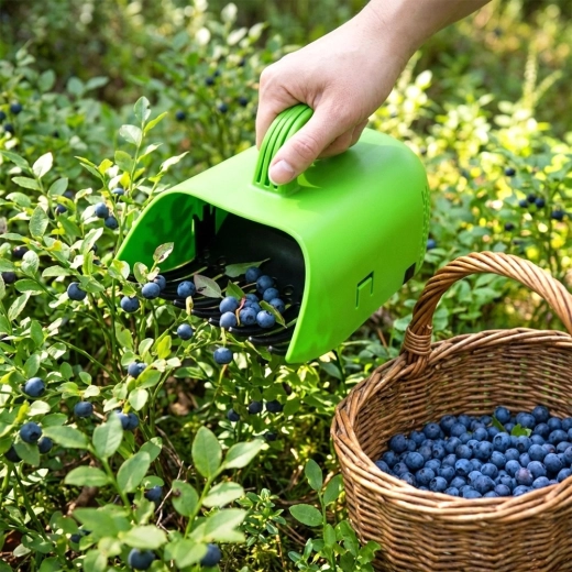 Boabe curate, fără frunze și codițe