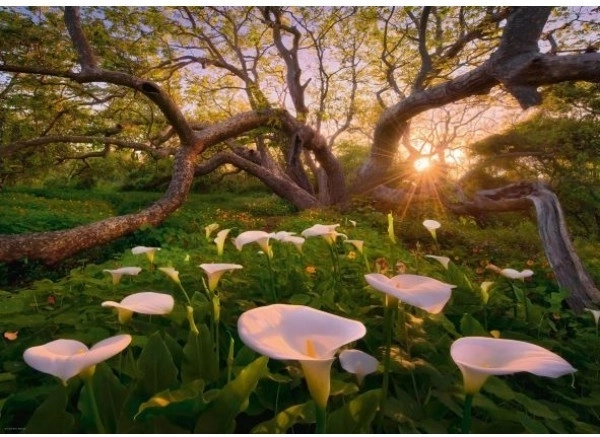 Puzzle 1000 de piese Pădurea Magică Kalie