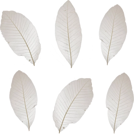 Frunze decorative uscate albe – set de 10 buc.
