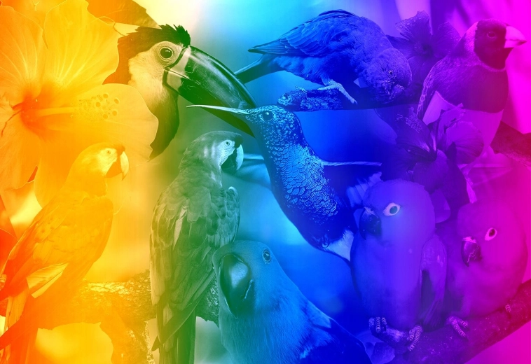 Puzzle 3D din lemn Păsări cu gradient M - 200 piese