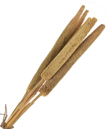 Decorațiune uscată (plantă uscată) bej – 5 buc., 50–60 cm