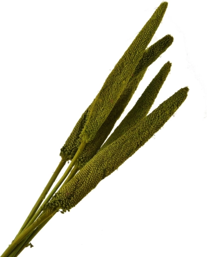 Decor din plantă uscată verde – tulpini decorative uscate 5 buc.