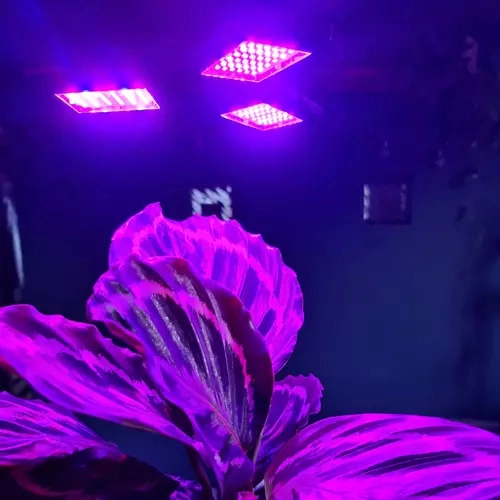 Spectru LED pe două canale pentru creștere și înflorire
