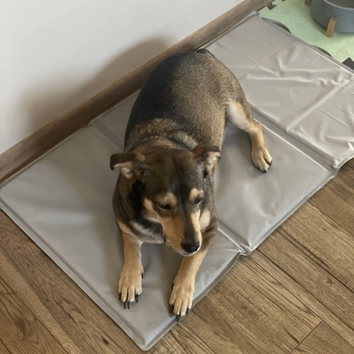 Saltea de răcire pentru animale de companie Purlov XL