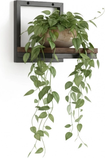 Expunere practică a plantelor și economie de spațiu