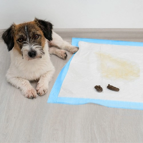 Antrenament și igienă pentru animalele de companie